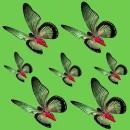 butterfly - motyl