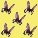 butterfly - motyl