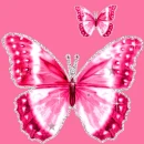 butterfly - motyl