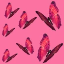 butterfly - motyl