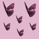 butterfly - motyl