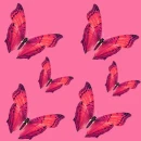 butterfly - motyl
