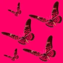 butterfly - motyl