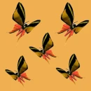 butterfly - motyl