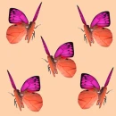 butterfly - motyl