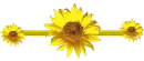 sunflower divider