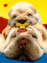 puppy sharpei