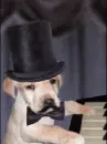 lab playing piano