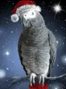 merry christmas parrot