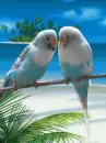 parrot island