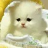cute