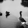ducks