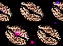 animal print