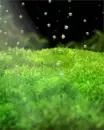 Bubbles