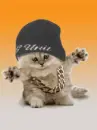 gangsta cat 
