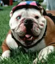 bulldog cute