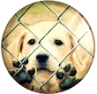 sad dog:(