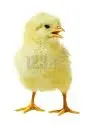 Chick Pocks..