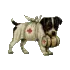 jack russell