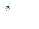 fly