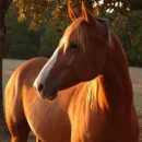 horse blah blah blah