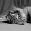 Sweet Cat