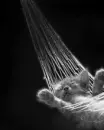 Cute Cat