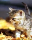 Cute Cat