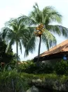 Beautiful Palm Tree