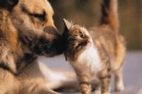 Dogwithkitty
