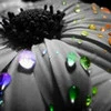 Pretty Flower