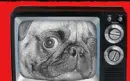 pug tv