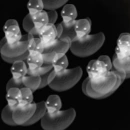 rubber ducks