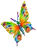 Rainbow Butterfly