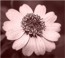 Flower â™¥