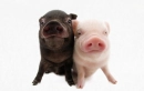 pig