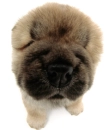 chow chow