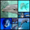 dolphin background