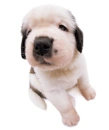 saint bernard