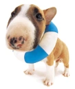 bull terrier
