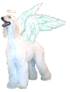 afghan hound angel