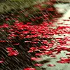 rain 
