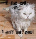 wet cat