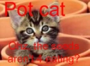 cat in pots