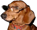 Dachshund