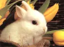 rabbit