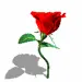 dancing rose
