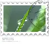 spring stamp