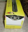 Kitten in a box-peek-a-boo
