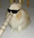 Long nosed dog